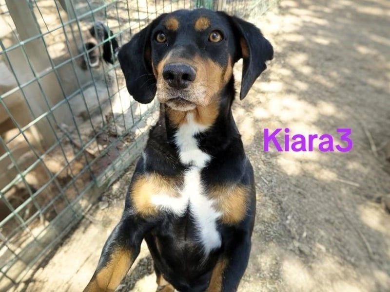 Kiara3 geb. 03/2022 (GRC) - verspielte und verschmuste, bildhübsche junge Hündin!