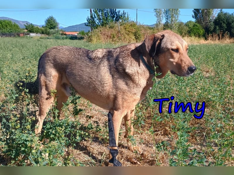 Timy geb. 04/2020 (GRC) - ruhiger und verträglicher Rüde sucht ein entspanntes Zuhause!