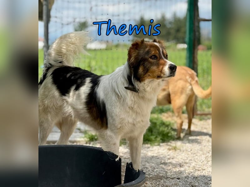 Themis geb. 03/2021 (GRC) - fröhlicher und neugieriger Rüde, ein kleiner Freigeist!