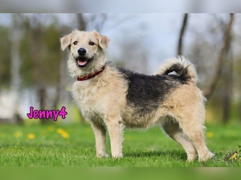 Jenny4 geb. 01/2018 - bezaubernde und super liebe, kleine Wuschelhündin!