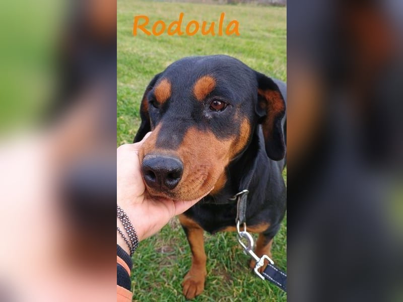 Rodoula geb. 2018 (GRC) - sehr ruhige und gelassene, süße und soziale Hündin!