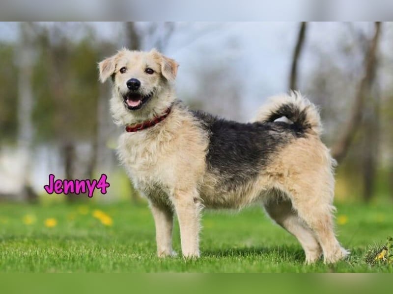 Jenny4 geb. 01/2018 - bezaubernde und super liebe, kleine Wuschelhündin!