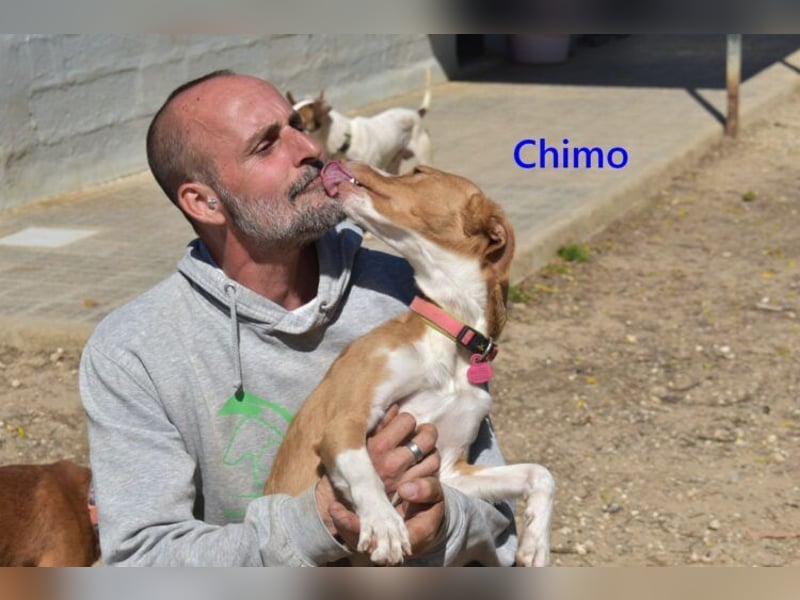 Chimo geb. 08/2024 (ESP) - verspielter Hundepartner sucht seine Familie!