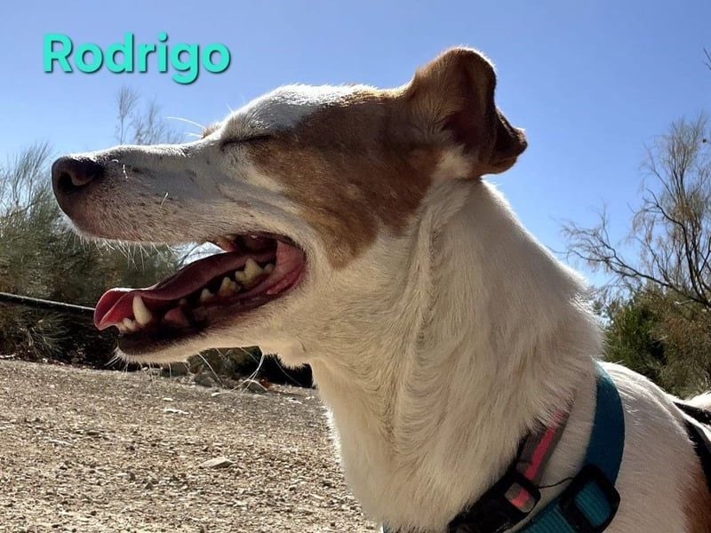 Rodrigo geb. 08/2021 (ESP) - gutmütiger und fröhlicher Hundepartner!