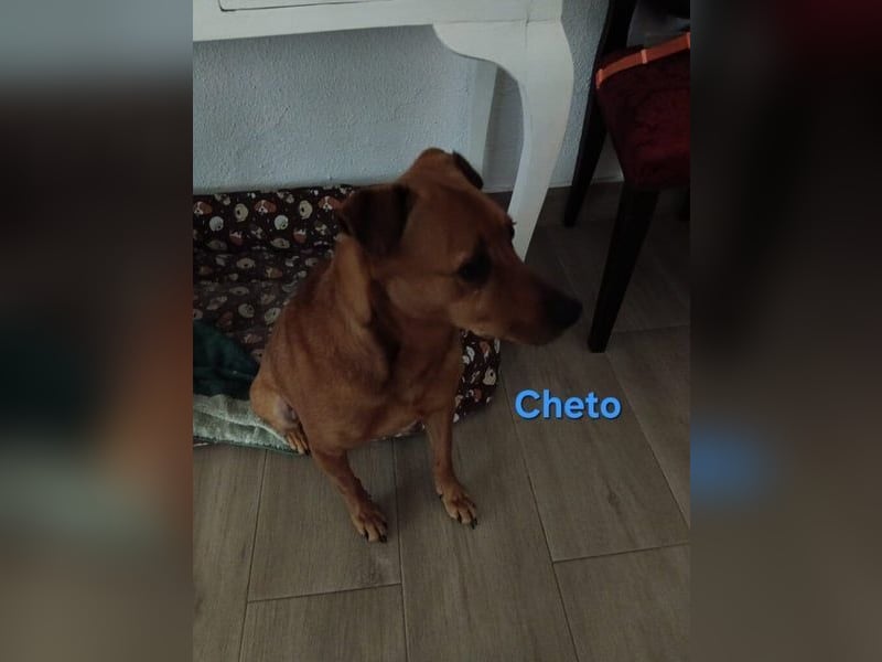 Cheto geb. 02/2020 (ESP) - treuer Hundepartner sucht seine zweite Chance!