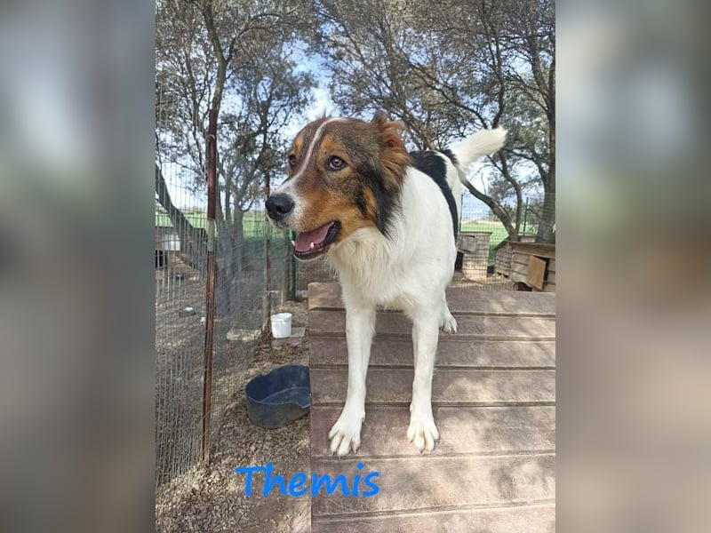 Themis geb. 03/2021 (GRC) - fröhlicher und neugieriger Rüde, ein kleiner Freigeist! Themis geb. 03/2021 (GRC) - fröhlicher und neugieriger Rüde, ein kleiner Freigeist!