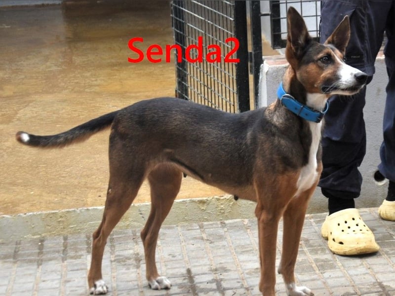Senda2 geb. 03/2021 (ESP) - freundliche, soziale und sehr süße Hündin!