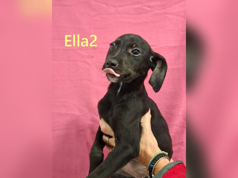Ella2 geb. 09/2025 (GRC) - bezaubernde, liebe Welpin!