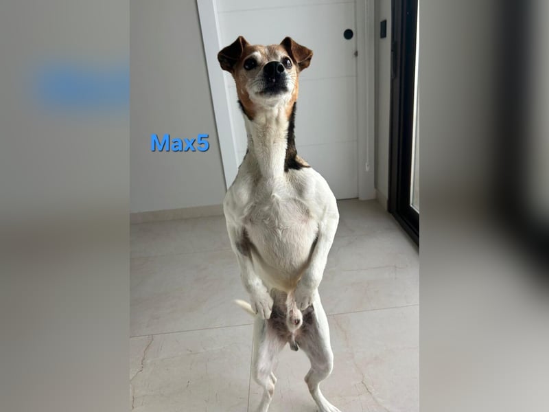 Max5 geb. 04/2022 (ESP) - liebevoller Hundemann verdient seine Chance!