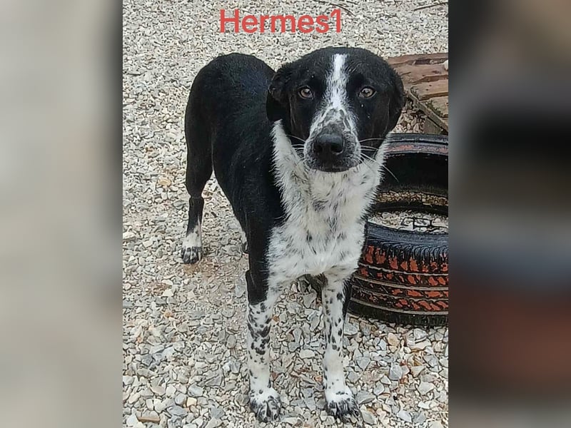 Hermes1 geb. 04/2023 (GRC) - lieber und sozialer Hundemann sucht Körbchen!
