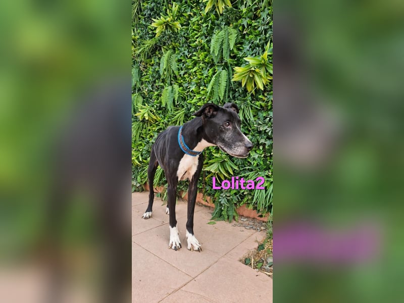 Lolita2 geb. 10/2018 (ESP) - eine unserer emotionalsten Rettungen!