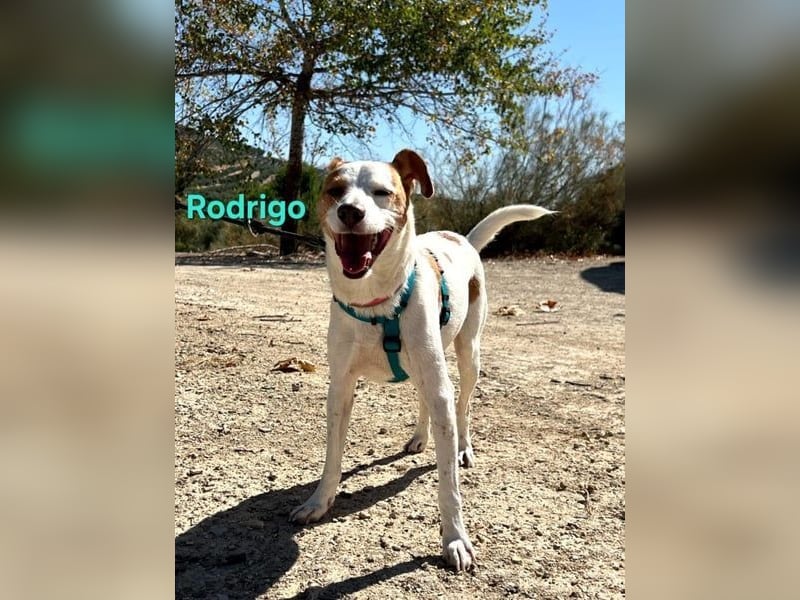 Rodrigo geb. 08/2021 (ESP) - gutmütiger und fröhlicher Hundepartner!