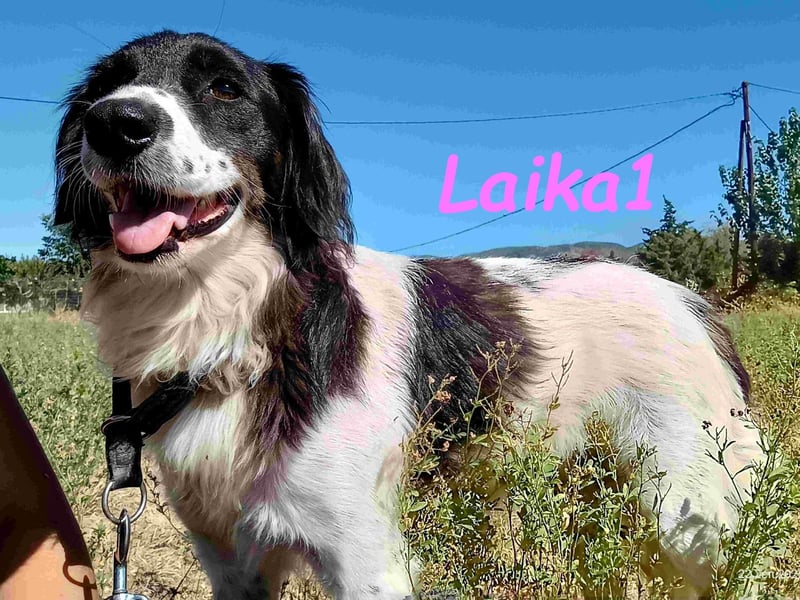 Laika1 geb. 01/2021 (GRC) - liebevolle und wunderschöne Hündin!