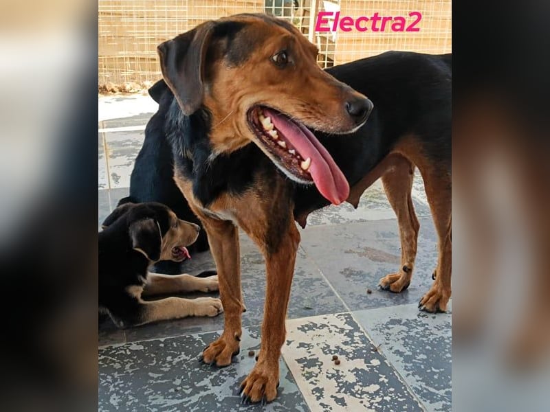 Electra2 geb. 02/2023 (GRC) - ruhige, vertrauensvolle, soziale und liebe Hündin!