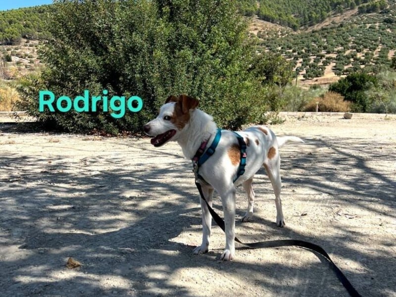 Rodrigo geb. 08/2021 (ESP) - gutmütiger und fröhlicher Hundepartner!