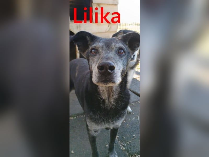 Lilika geb. 06/2016 (GRC) - sensilbe Hündin sucht geduldige Menschen und ein sicheres Zuhause!