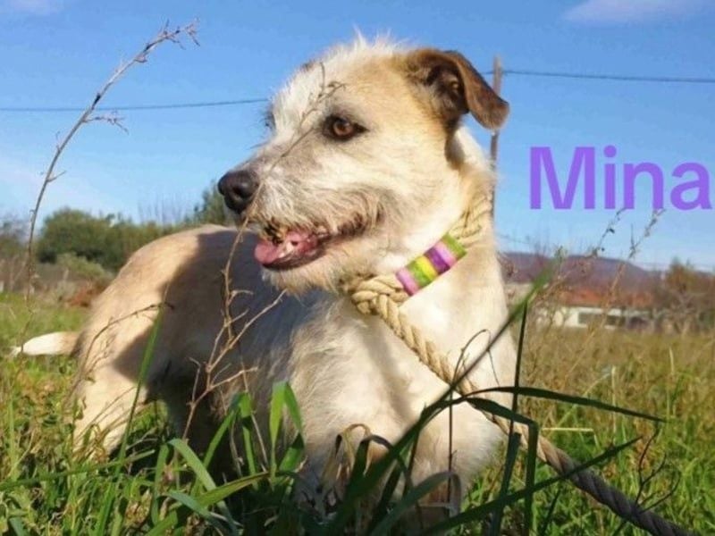 Mina4 geb. 10/2022 (GRC) - sonnige und freundliche Wuschelhündin sucht ihr Körbchen!