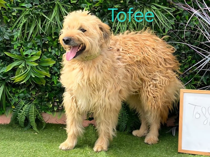 Tofee geb. 01/2023 (ESP) - sympathischer und liebevoller Wuschel! Tofee geb. 01/2023 (ESP) - sympathischer und liebevoller Wuschel!