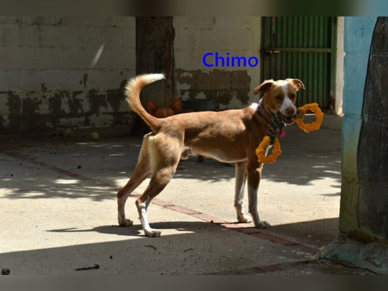 Chimo geb. 08/2024 (ESP) - verspielter Hundepartner sucht seine Familie!