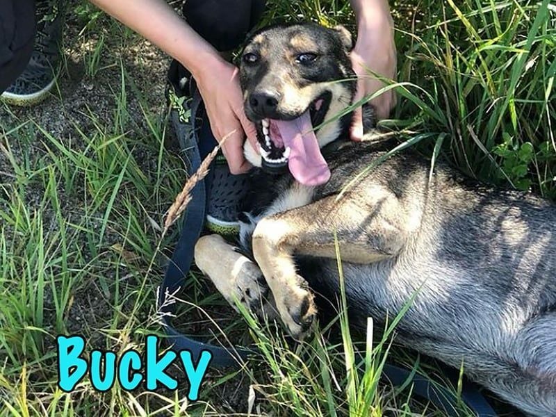 Bucky geb. 12/2021 - lustiger, aktiver und verspielter Outdoor-Begleiter!