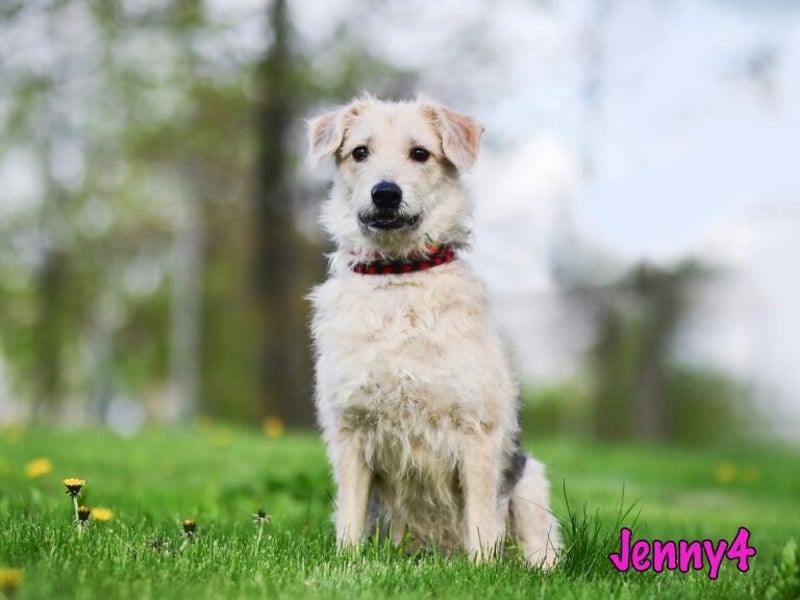 Jenny4 geb. 01/2018 - bezaubernde und super liebe, kleine Wuschelhündin!