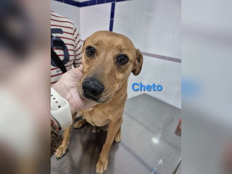 Cheto geb. 02/2020 (ESP) - treuer Hundepartner sucht seine zweite Chance!