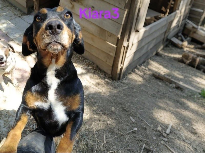 Kiara3 geb. 03/2022 (GRC) - verspielte und verschmuste, bildhübsche junge Hündin!