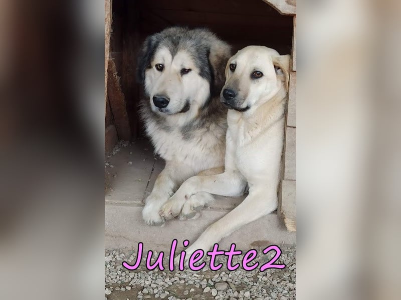 Juliette2 geb. 08/2022 (GRC) Freundliche und Soziale Hündin sucht ihr Zuhause