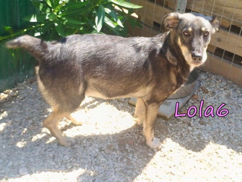 Lola6 geb. 01/2024 (GRC) - fröhliche Hundepartnerin sucht die richtige Familie!