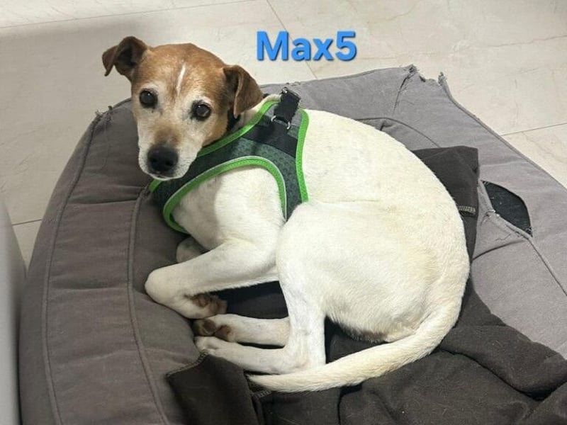 Max5 geb. 04/2022 (ESP) - liebevoller Hundemann verdient seine Chance!
