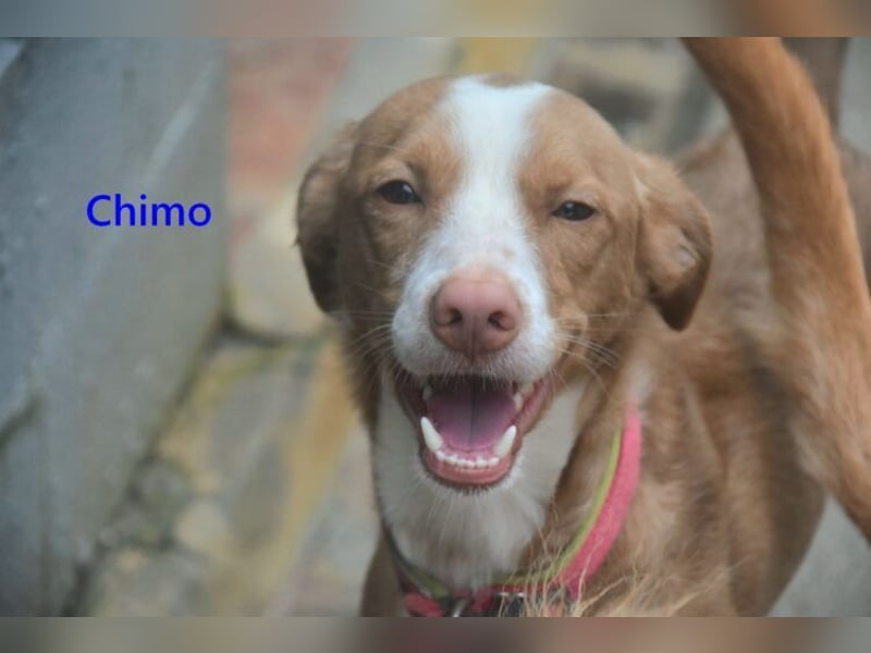 Chimo geb. 08/2024 (ESP) - verspielter Hundepartner sucht seine Familie!