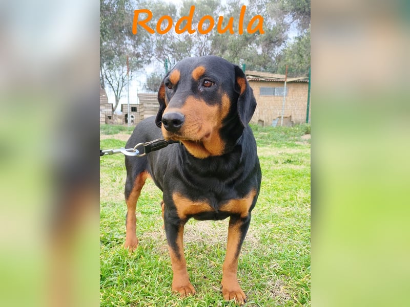 Rodoula geb. 2018 (GRC) - sehr ruhige und gelassene, süße und soziale Hündin! Rodoula geb. 2018 (GRC) - sehr ruhige und gelassene, süße und soziale Hündin!