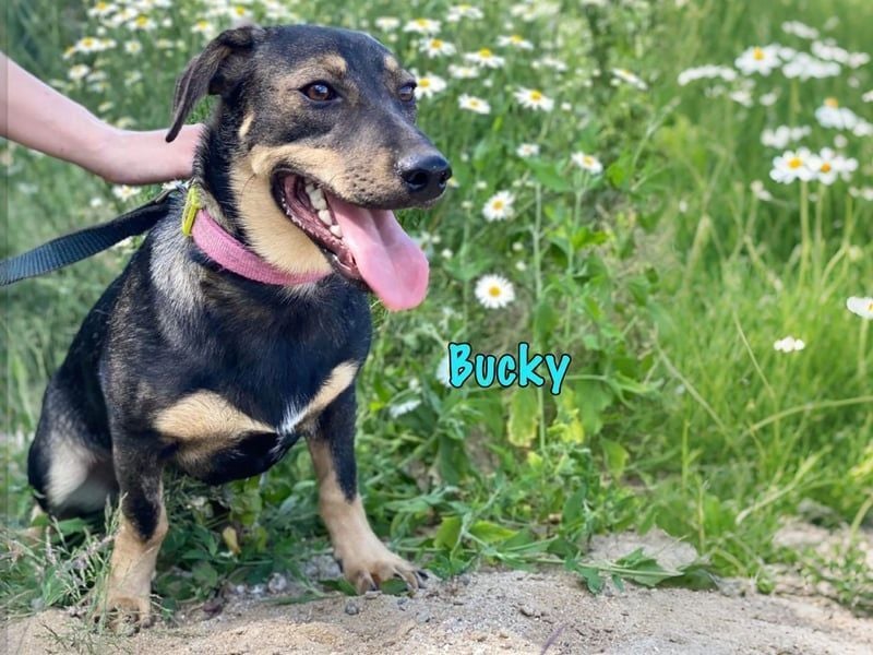Bucky geb. 12/2021 - lustiger, aktiver und verspielter Outdoor-Begleiter!