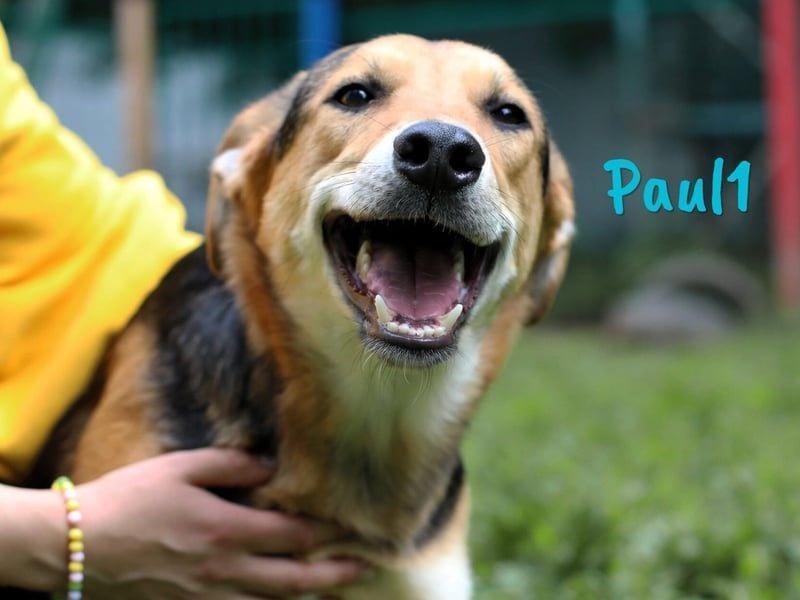 Paul1 geb. 04/2024 - verspielter, menschenbezogener und fröhlicher Junghund!