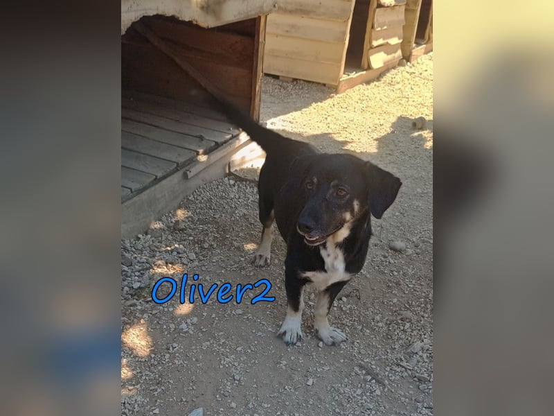 Oliver2 geb. 01/2024 (GRC) - noch schüchterner Hundekumpel will endlich gesehen werden!