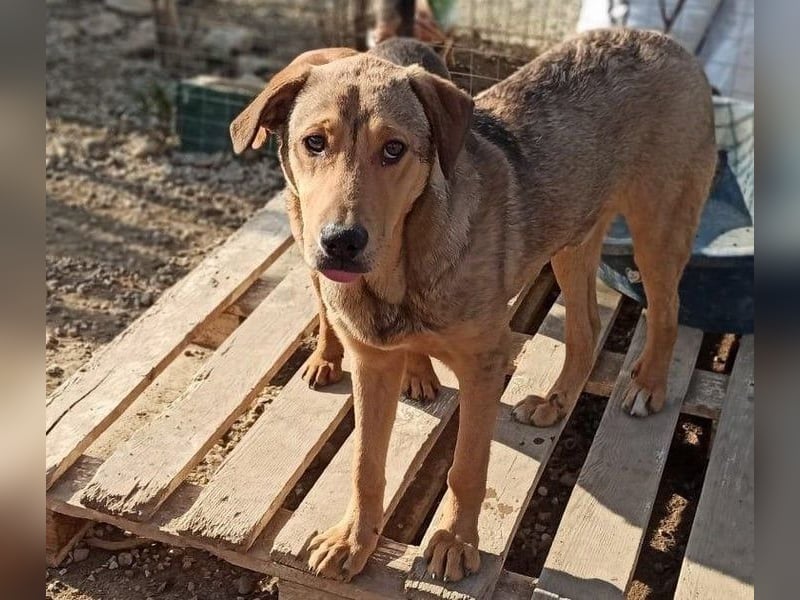 Timy geb. 04/2020 (GRC) - ruhiger und verträglicher Rüde sucht ein entspanntes Zuhause!