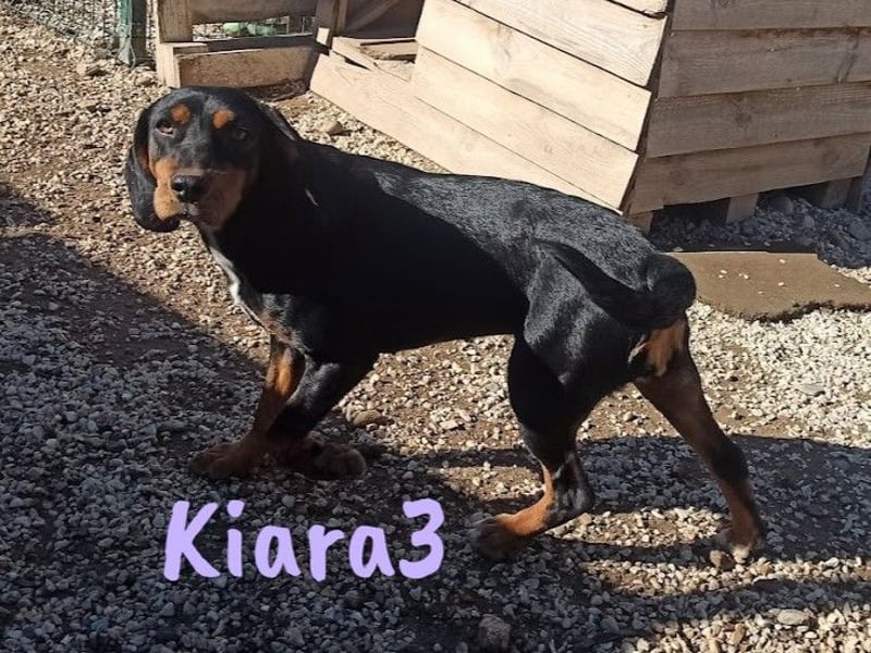 Kiara3 geb. 03/2022 (GRC) - verspielte und verschmuste, bildhübsche junge Hündin!