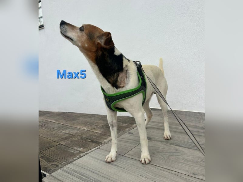 Max5 geb. 04/2022 (ESP) - liebevoller Hundemann verdient seine Chance!