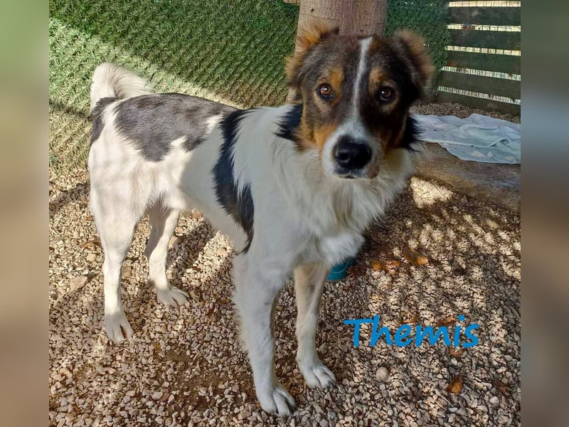 Themis geb. 03/2021 (GRC) - fröhlicher und neugieriger Rüde, ein kleiner Freigeist! Themis geb. 03/2021 (GRC) - fröhlicher und neugieriger Rüde, ein kleiner Freigeist!