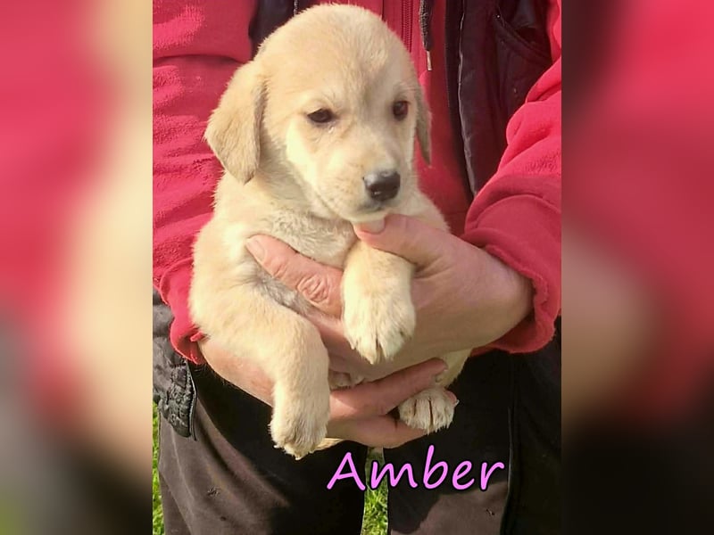Amber geb. 03/2026 (GRC) - Welpenmädchen wünscht sich ein Zuhause!