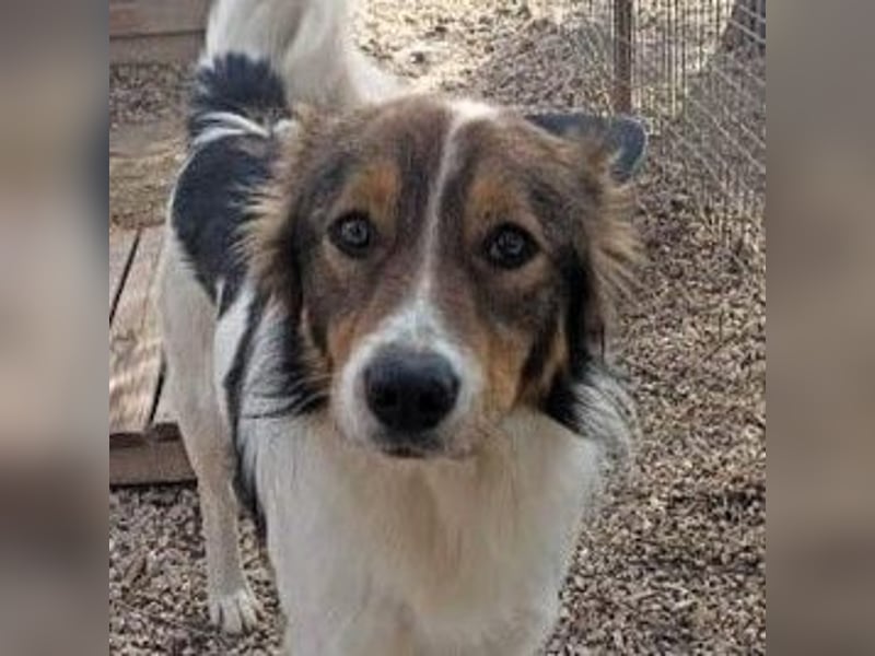 Themis geb. 03/2021 (GRC) - fröhlicher und neugieriger Rüde, ein kleiner Freigeist! Themis geb. 03/2021 (GRC) - fröhlicher und neugieriger Rüde, ein kleiner Freigeist!