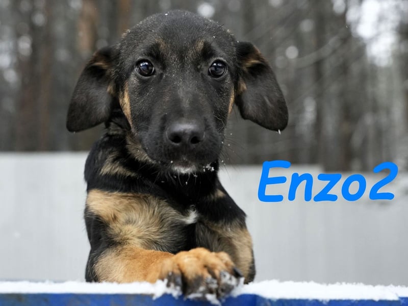 Enzo2 geb. 04/2024 - liebevoller, geselliger und verträglicher Junghund!