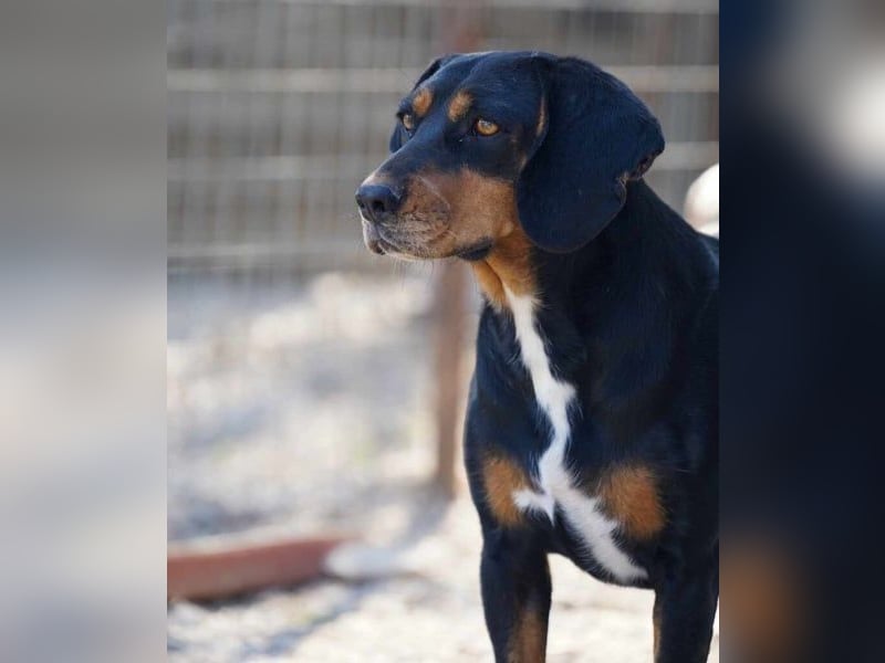 Kiara3 geb. 03/2022 (GRC) - verspielte und verschmuste, bildhübsche junge Hündin!