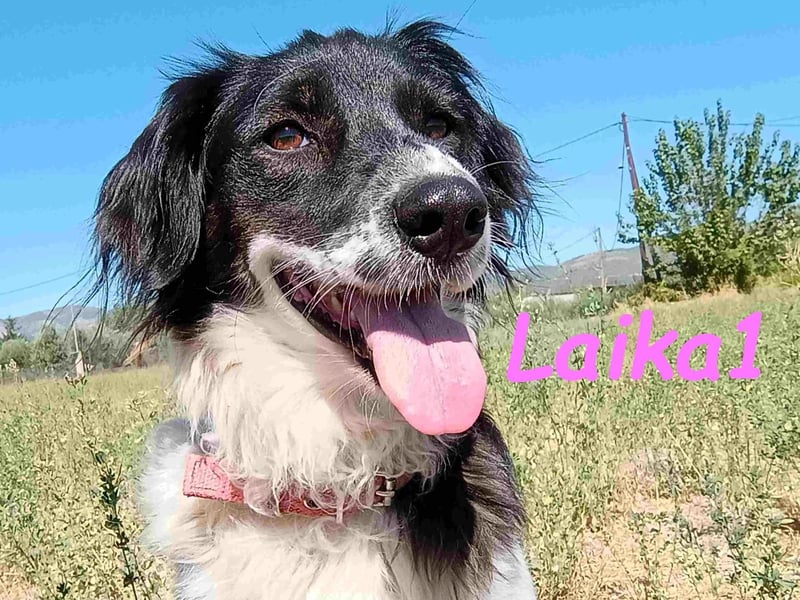 Laika1 geb. 01/2021 (GRC) - liebevolle und wunderschöne Hündin!