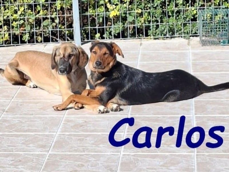 Carlos geb. 01/2025 (GRC) - sanfter und wunderschöner Junghund!