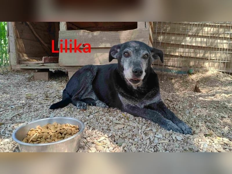 Lilika geb. 06/2016 (GRC) - sensilbe Hündin sucht geduldige Menschen und ein sicheres Zuhause!