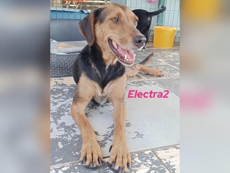 Electra2 geb. 02/2023 (GRC) - ruhige, vertrauensvolle, soziale und liebe Hündin!