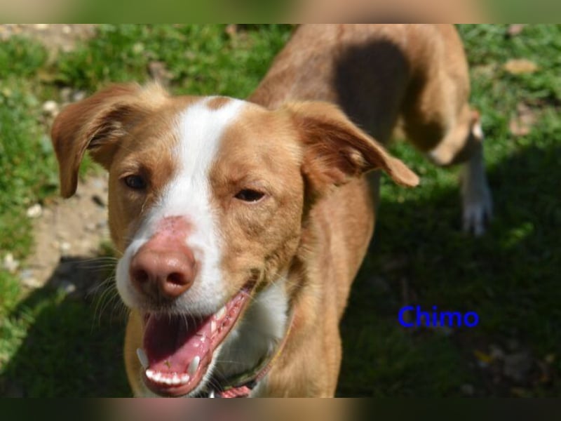 Chimo geb. 08/2024 (ESP) - verspielter Hundepartner sucht seine Familie!