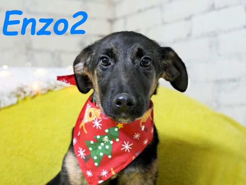 Enzo2 geb. 04/2024 - liebevoller, geselliger und verträglicher Junghund!