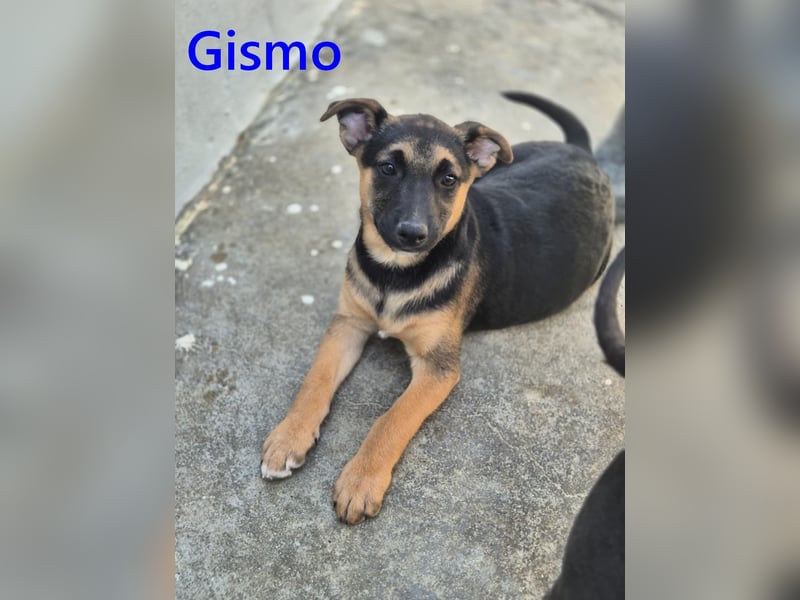 Gismo geb. 01/2026 (ESP) - charmanter, verspielter Welpe sucht sein Körbchen!